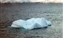 Penguins hitch a ride on this piece of ice