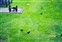 London - Tower of London - Falcons