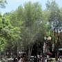 Aspen