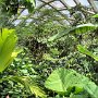 Denver Botanic Gardens