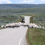 Dinosaur NM - Canyon Area - Traffic Jam