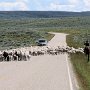 Dinosaur NM - Canyon Area - Traffic Jam