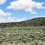 Dinosaur NM - Canyon Area - Sheep Herd