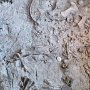 Dinosaur NM - Quarry Area - Fossil Wall