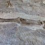 Dinosaur NM - Quarry Area - Fossil Wall