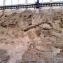 Dinosaur NM - Quarry Area - Fossil Wall