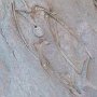 Dinosaur NM - Quarry Area - Fossil Wall