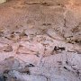 Dinosaur NM - Quarry Area - Fossil Wall