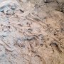 Dinosaur NM - Quarry Area - Fossil Wall