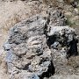 Dinosaur NM - Quarry Area - Fossil Trail