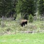 Rocky Mountain NP - Moose