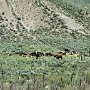 Cattle Herd