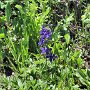 Rabbit Ears Pass