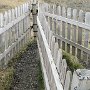 Drive to Kirkjubæjarklaustur - Sheep Gate
