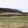 Drive to Kirkjubæjarklaustur - Sheep