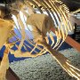 Husavik - Whale Museum