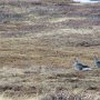Drive to Isafjordur