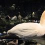 Myvatn - Sigurgeir's Bird Museum