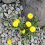Reykjavik - Dandelions are Universal