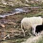 Seydisfjordur