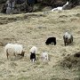 Seydisfjordur