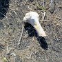 Snæfellsjökull N.P. - Gufuskalavor Bones