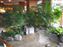 Hakone-Yumoto Hotel Kajikaso - Lobby