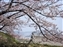 Cherry blossoms everywhere