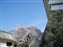 An old cherry tree blooms in a courtyard