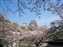 Main castle above the garden's cherry trees