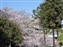 Trees in bloom