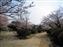 Castle garden