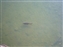 Giant fish in the moat...it was over 3 feet long!