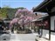 Adashino-Nenbutsuji Temple