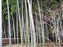 Adashino-Nenbutsuji Temple - Bamboo Grove