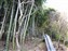 Adashino-Nenbutsuji Temple - Bamboo Grove