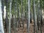 Adashino-Nenbutsuji Temple - Bamboo Grove