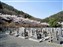 Adashino-Nenbutsuji Temple - Cemetery
