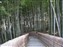 Adashino-Nenbutsuji Temple - Bamboo Grove
