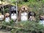 Saga Neighboorhood - These Bears Were Everywhere!