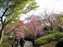 Tenryuji Temple Garden