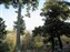 Tenryuji Temple Garden