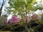 Tenryuji Temple Garden