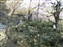 Tenryuji Temple Garden