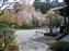 Tenryuji Temple Garden