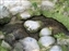 Isuien Garden