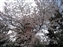 Isuien Garden