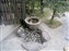 Isuien Garden