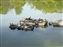 More turtles in Sarusawa-Ike Pond