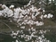 Cherry blossoms at Ara-Ike Pond